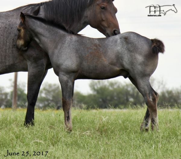 Plenty Dinero's 2017 Colt